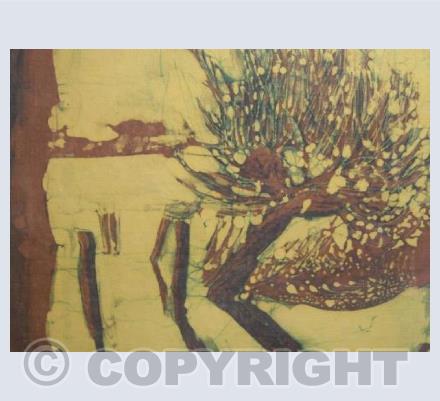 Pollarded Willows