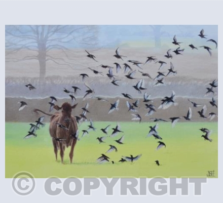 Part of the Murmuration