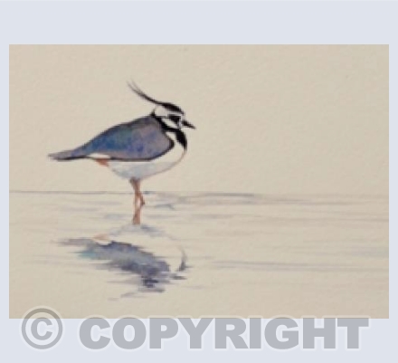 Lapwing