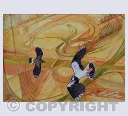 Lapwing - Vanellus vanellus