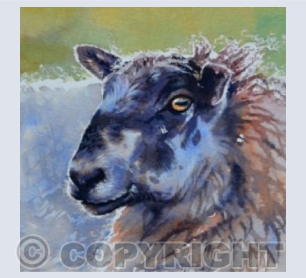 Ewe
