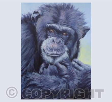 Larry from Save The Chimps