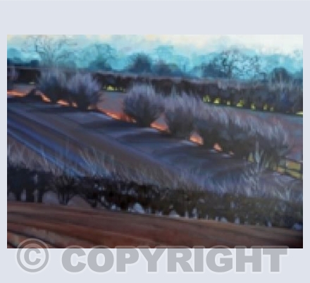 Light through Hedges