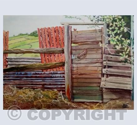 Wren at the Allotments