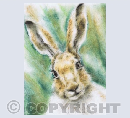 Spring Hare