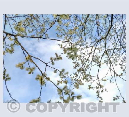 Spring Blossom