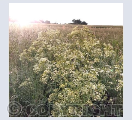 Evening Cow Parsley