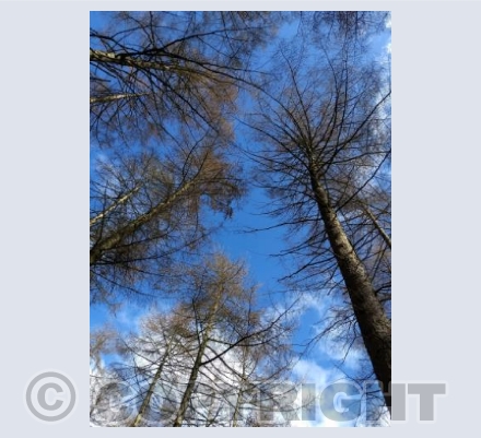 Blue skies over Chopwell Woods