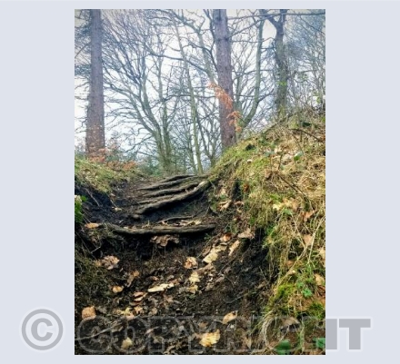 Woodland Steps
