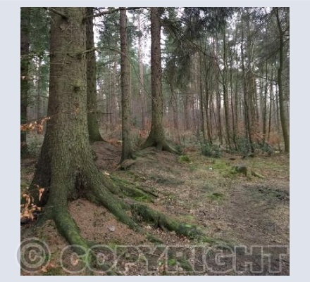 Autumnal Trees in Chopwell Woods.