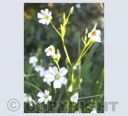 Greater Stitchwort