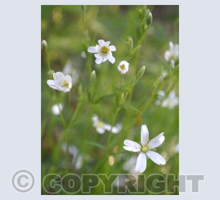 Greater Stitchwort