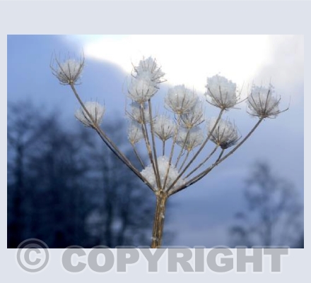 Snowy Seedheads