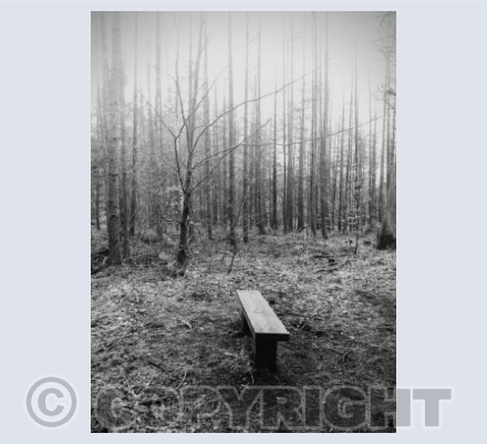 A bench in Chopwell Woods on a very cold day
