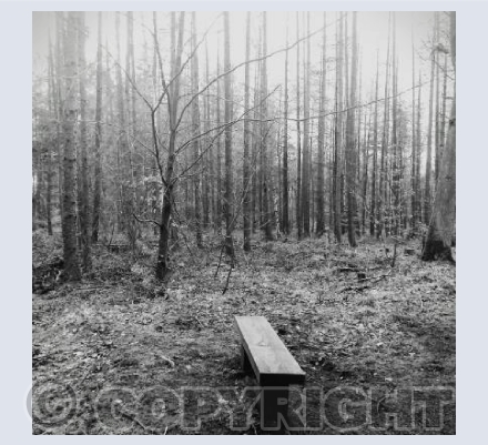 A bench in Chopwell Woods on a very cold day