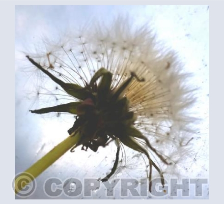 Dandelion