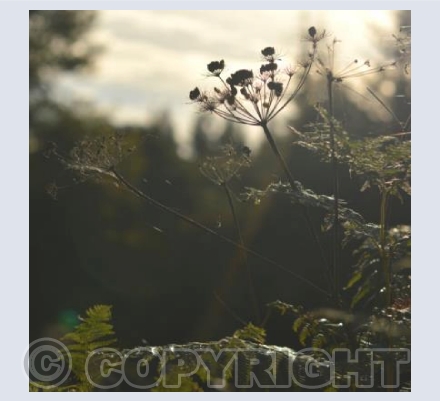 Cow Parsley Seedheads #2
