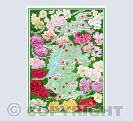 Roses in the Cotswolds