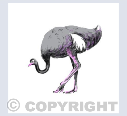 Ostrich