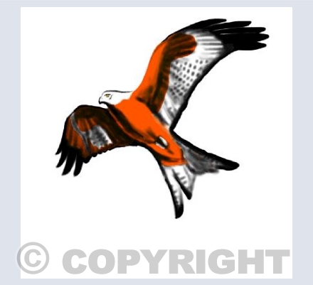 Red KIte