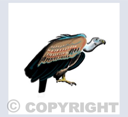 Vulture