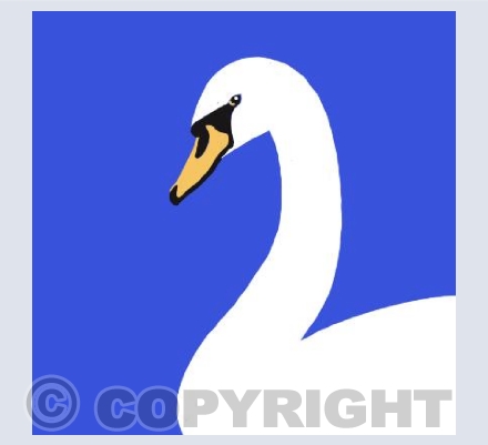 Swan on Blue