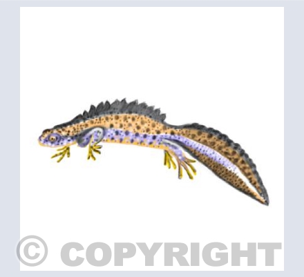 Great crested Newt