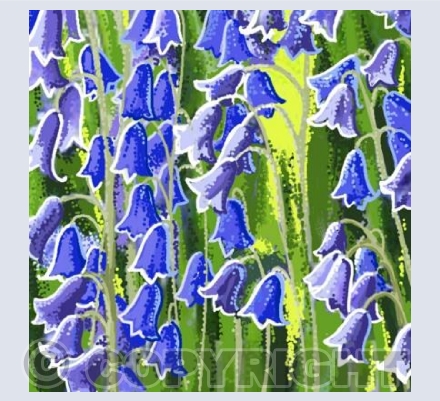 Bluebells