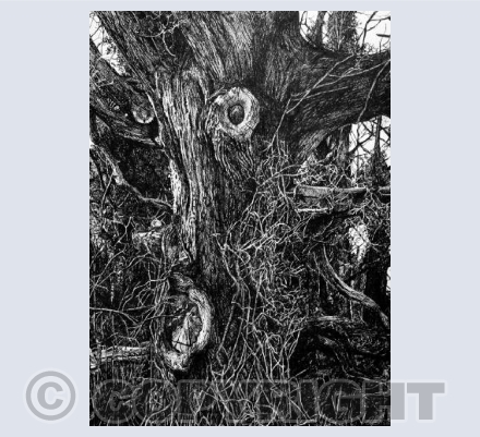 Dark Oak