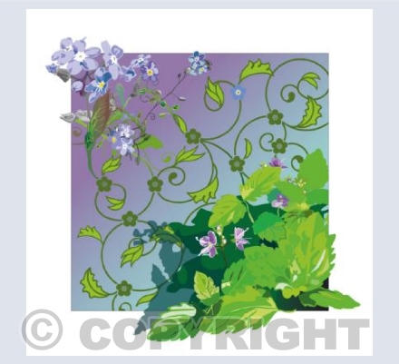 Don't Forget Veronica