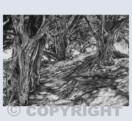 Shaded path