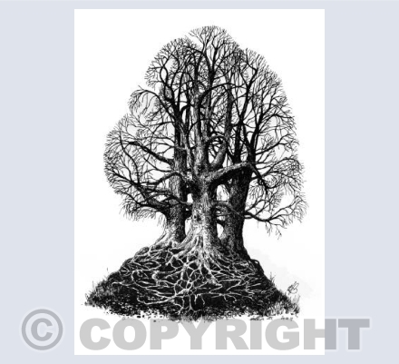 Three Beech Trees on a Hill