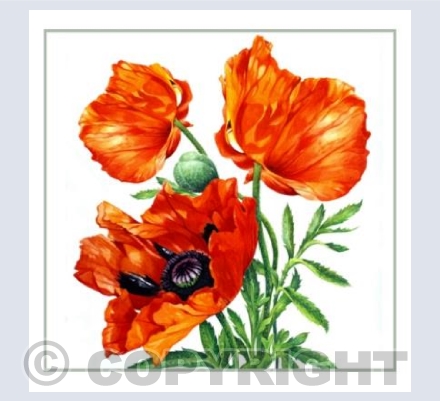 Poppies