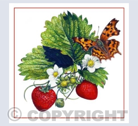 Strawberries