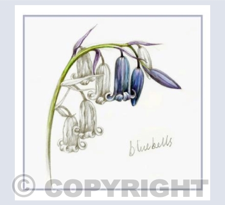 Bluebell