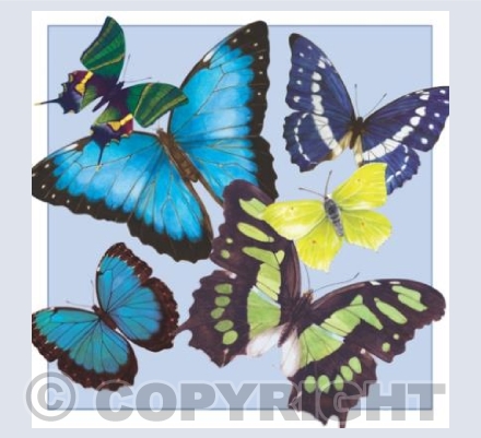 Butterflies