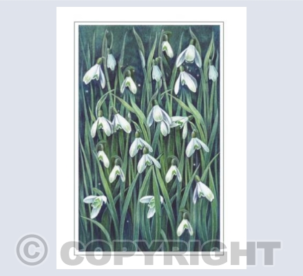 Snowdrops