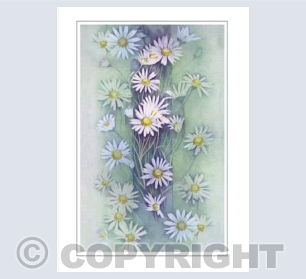 Daisies