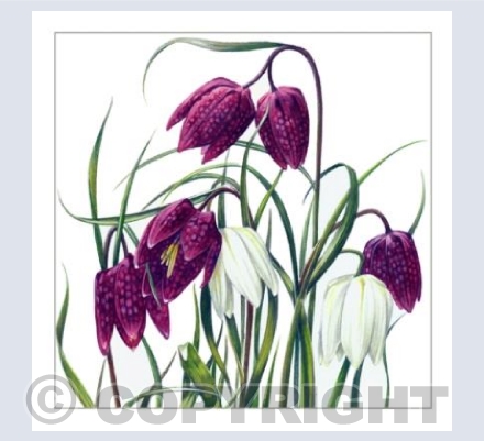 Fritilaria