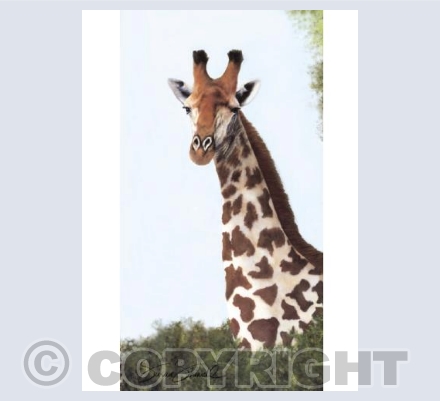 Giraffe Portrait
