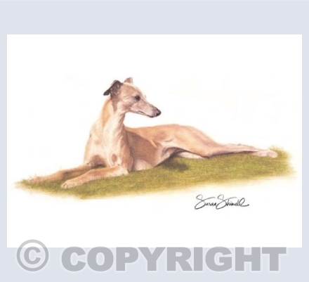 Whippet