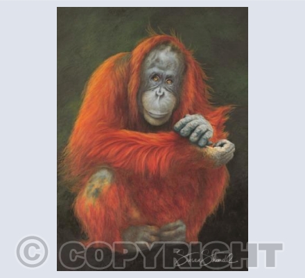 'Amy' Orangutan