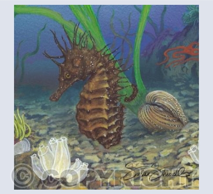 Seahorse Portrait