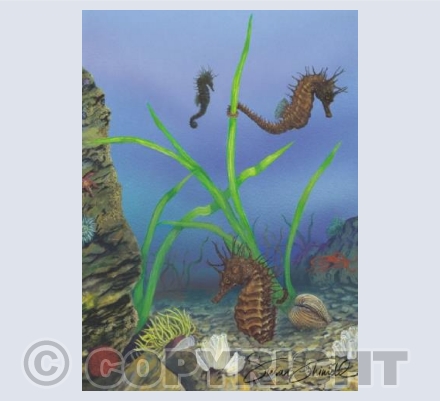 Seahorses
