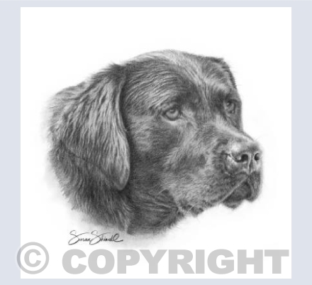 Solo ~ Black Labrador 