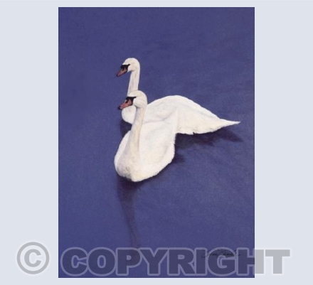 Mute Swans