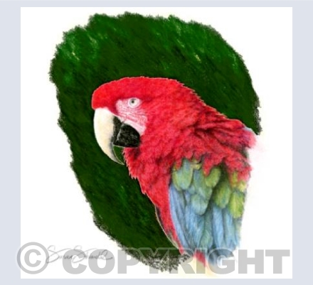 Ruby ~ Macaw