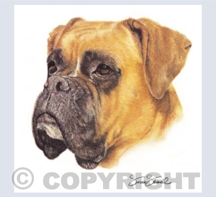English Boxer