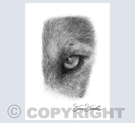 Wolf Eye