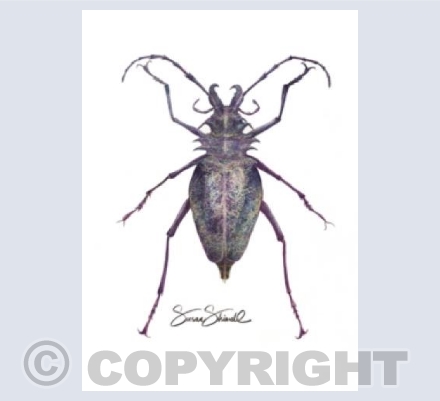 Longhorn Beetle